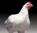 Brojlerové kurčatá Ross 308-mäsový typ-biele