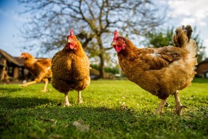 Výpredaj Sliepok na Vajíčka za výbornú cenu 