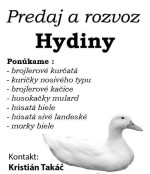 17-Týždňové vysokoznáškové mládky-nosnice Lohman – fotka 3