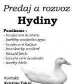 Husokačky Mulard. Brojlerové kačice. Húsatá Landes a biele húsatá – fotka 3