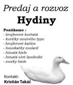 Brojlerové kurčatá – fotka 2