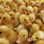 7 dňové Husokačky mulard.  – fotka 2