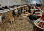 Výpredaj Sliepok na Vajíčka za výbornú cenu  – fotka 2