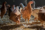 Výpredaj Sliepok na Vajíčka za výbornú cenu  – fotka 4